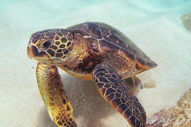 Small Group Grand Circle Island Tour Includes Free Snorkeling With The Turtles Tour Overview And Highlights