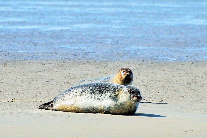 Small Group Half Day Seal Safari at UNESCO Site Waddensea From Amsterdam - Exploring the UNESCO Waddensea