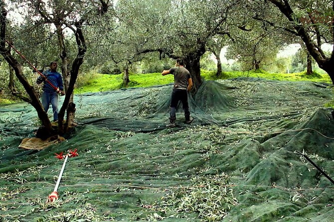 Small Group Honey & Extra Virgin Olive Oil Tasting Tour In Crete Tour Overview