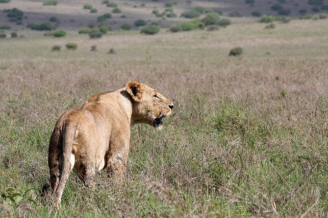 Small Group Tour To Nairobi Park Baby And Optional Baby Elephants Wildlife Species Encounter