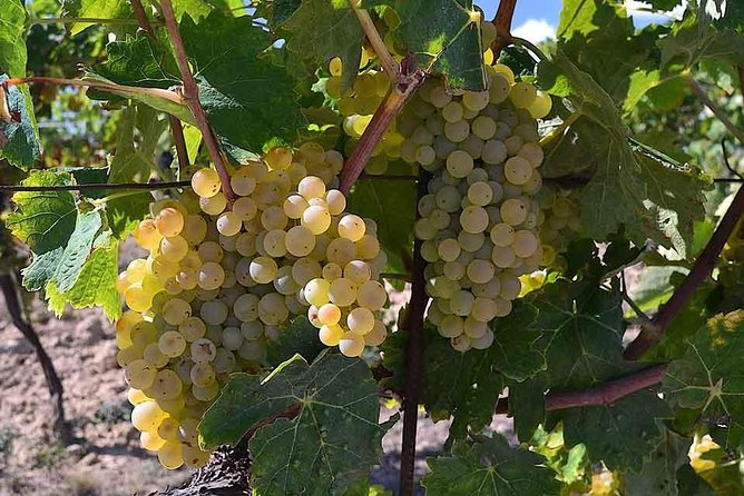 Small Group Vernaccia Di San Gimignano Wine Tour White And Red Wines Tour Overview