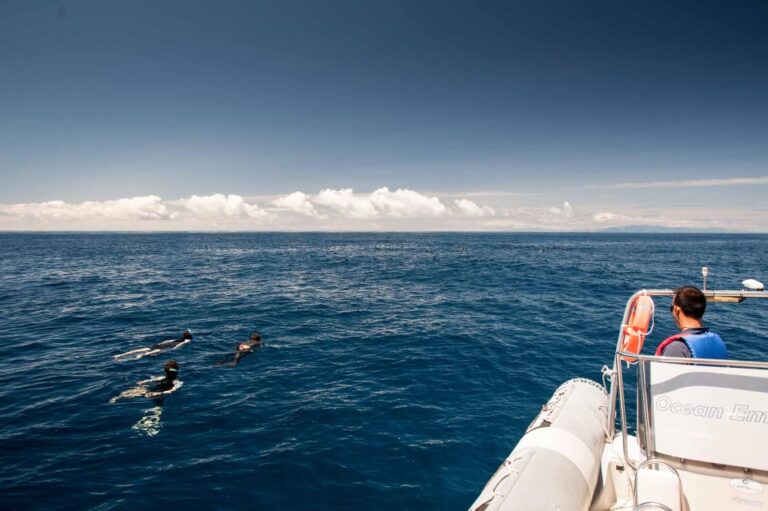 Snorkeling Wildlife In Terceira Island Activity Overview