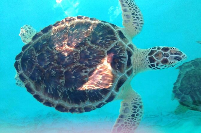 Snorkeling With The Turtles - Activity Overview