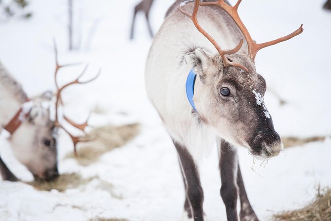 Snowmobile Safari To Visit Reindeers At Wilderness Camp, Including Lunch Adventure In The Frozen Wilderness