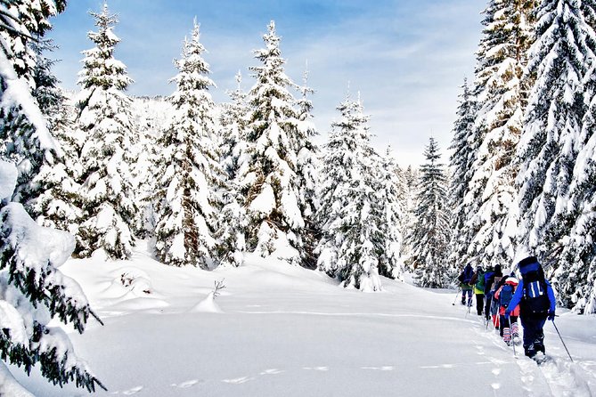 Snowshoe Through Vancouvers Winter Wonderland - Tour Overview