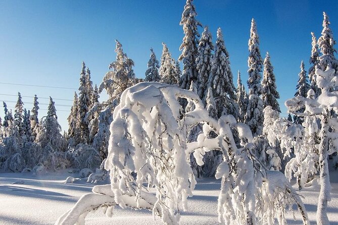 Snowshoe Tour In Winter Wonderland Oslo Tour Overview