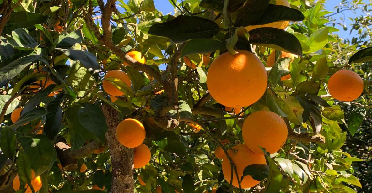 Soller Valley Walk: Small Villages and Citrus Farm Visit - Overview of the Soller Valley Walk