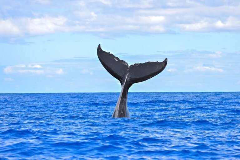 South Maui: Whale Watching Cruise Aboard Calypso Tour Overview And Pricing