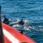 South Route: Dolphin Watching Tour Overview