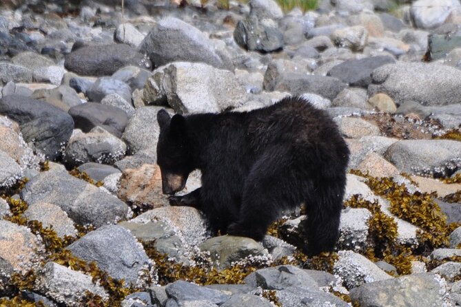 Spring Bear And Waterfall Tour Included Experiences