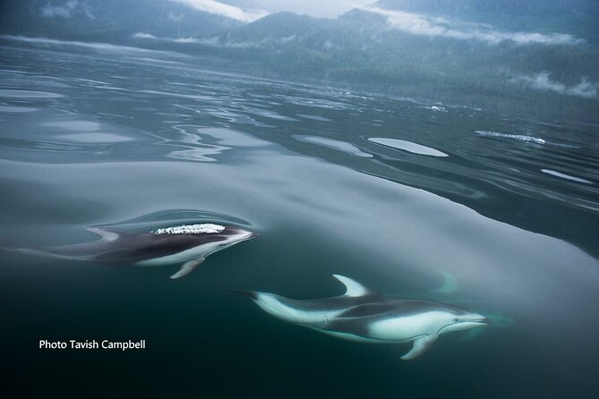 Spring Bears And Whales In Campbell River Tour Meeting And Pickup