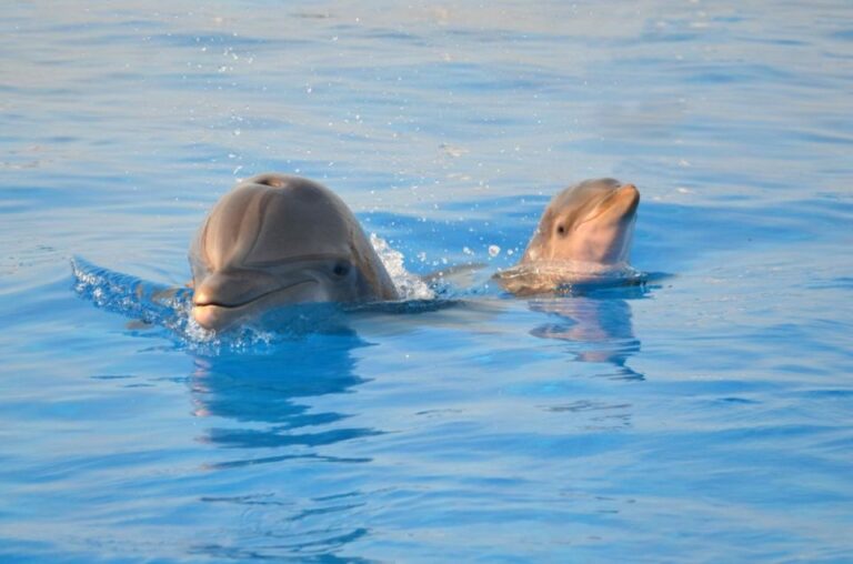 St. Augustine: Marineland Dolphin Meet & Greet Experience Overview