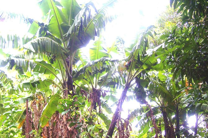 St Kitts Half-Day Rainforest Tour - Medicinal Plants and Uses