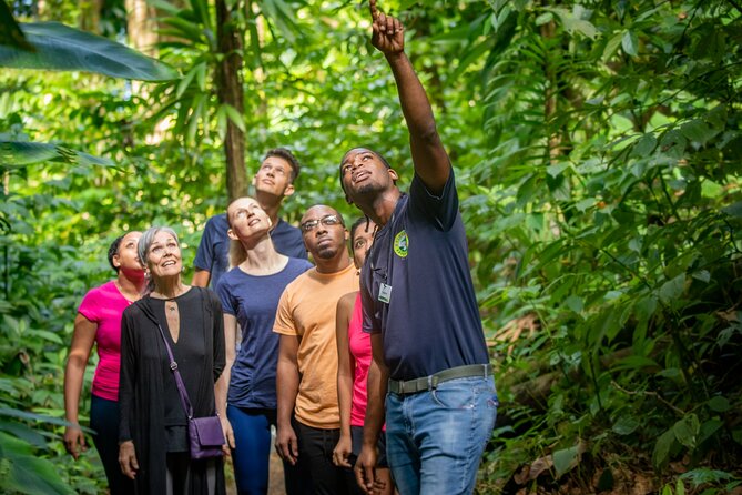 St Lucia Birdwatching Tour At Rainforest Adventures Whats Included