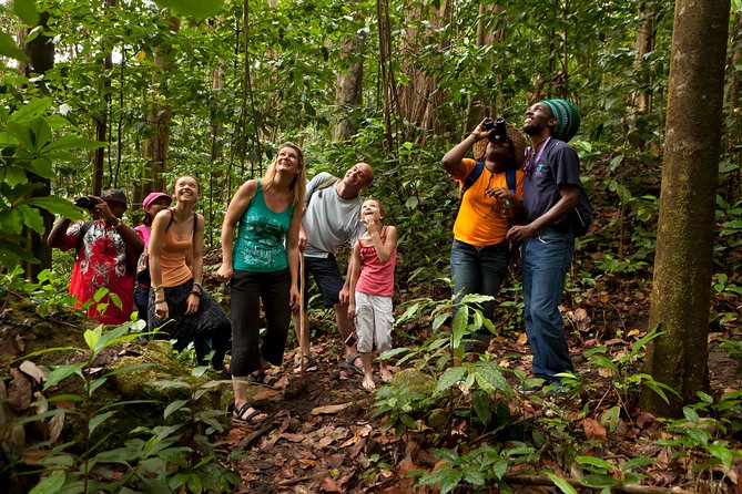 St Lucia Rainforest Walk Tour Overview And Details