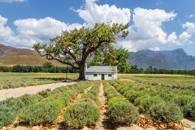 Stellenbosch Winelands Experience Tour Overview