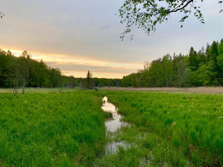 Stockholm: Tyresta National Park Sunset Hike With Meal Trip Details