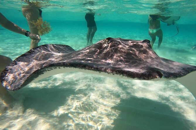 Sunrise at Stingray City, Private Tour - Tour Overview