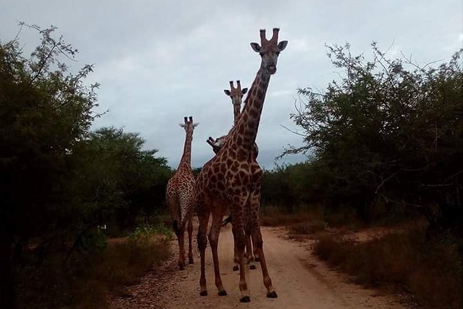 Sunrise Safari - Tour Overview