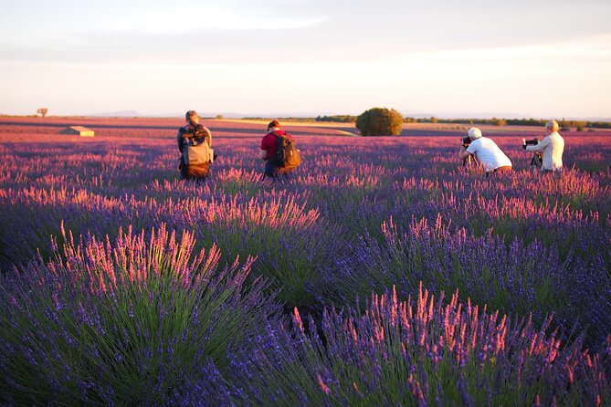 Sunset Lavender Tour From Aix En Provence Inclusions