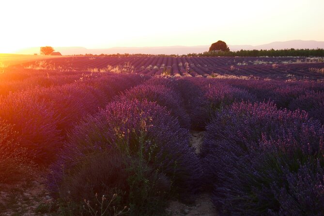 Sunset Lavender Tour in Valensole With Pickup From Marseille - Tour Overview