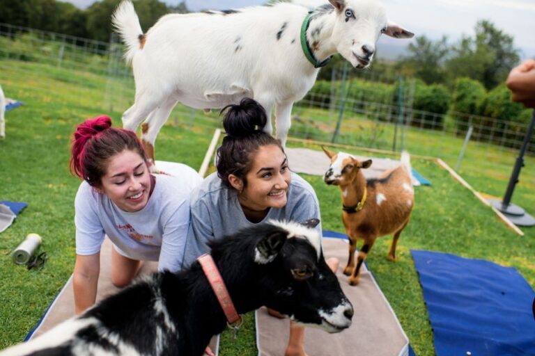 Sunset Maui Goat Yoga With Live Music Details & Pricing