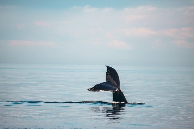 Sunset Whale Watching Adventure From Vancouver Whale Watching Tour Details