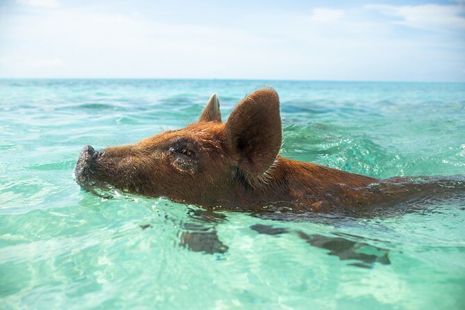 Swimming Pigs With Pickup: Pig Cant Fly, But They Do Swim! Pickup Options And Details