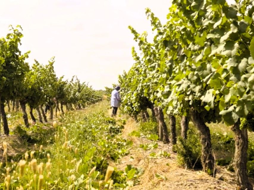 Tagus River & Ancient Production: Olive Oil, Wine and Horses - Panoramic Views of Tagus River