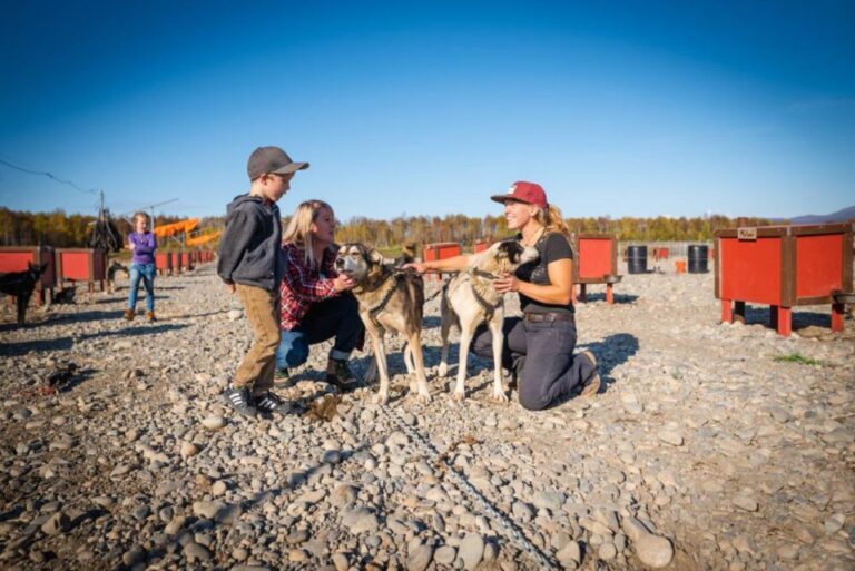 Talkeetna: Mushing Experience With Iditarod Champion Dogs Overview Of The Mushing Experience