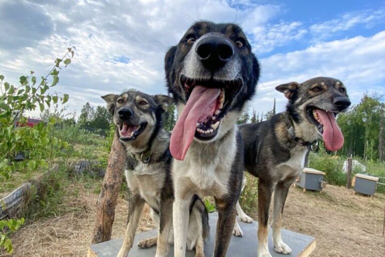 Talkeetna: Summer Sled Dog Kennel Tour Activity Overview