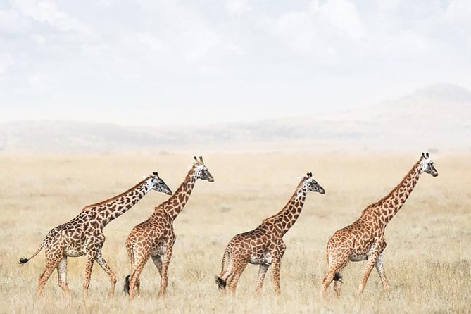 Tarangire & Ngorongoro 2 Days Tour Tour Overview