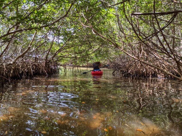 Tarpon Springs: Guided Anclote River Kayaking Tour Tour Overview