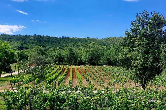 Taste Of Istria Wine, Brandy, Vinegar, Local Food Tour Overview