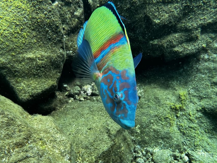 Tenerife : Diving License in One Day - Overview of the Diving License Course