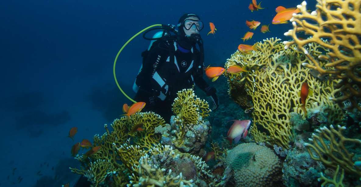 Tenerife: Full-Day The Best Dives for Certified Divers - Activity Overview