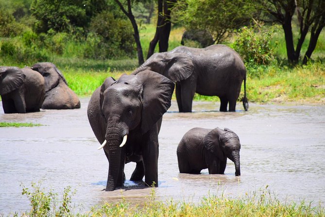 The Best 4 Days Tanzania Private Safari to Serengeti & Ngorongoro - Exploring Serengetis Wildlife Wonders