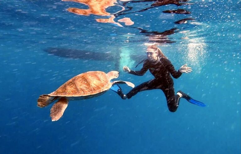 The Cookies: Tenerife Turtles And Rays Snorkeling Cruise Activity Overview