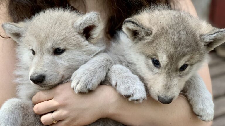 The Cuddly Wolf Private Tour Harmony Between Humans And Wolves