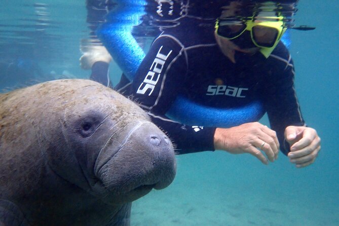 The Og Manatee Snorkel Tour With In Water Guide/photographer Tour Overview And Details