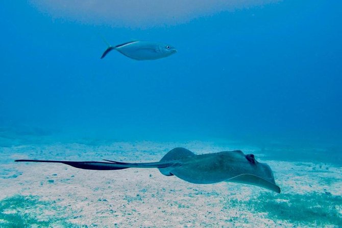 The Original Eco Tour Full Day Around The Island Of Sint Maarten Overview Of The Tour