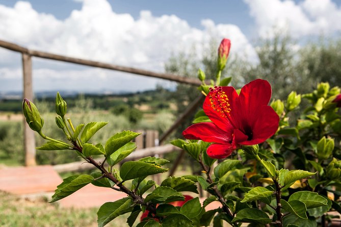 Think Of A Romantic Meal In The Olive Trees Shade, Accompanied By Tuscan Wines! Enchanting Montepulciano Setting