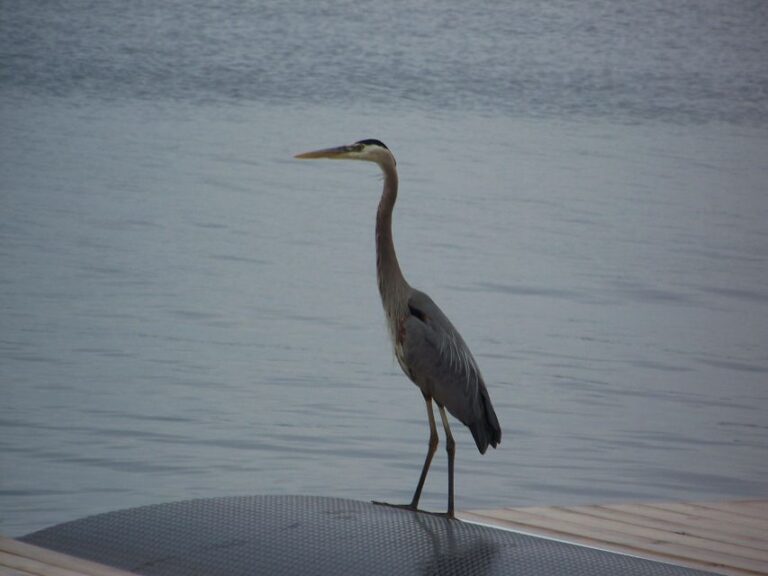 Thousand Islands: Sunset Cruise On St. Lawrence River Pricing And Booking