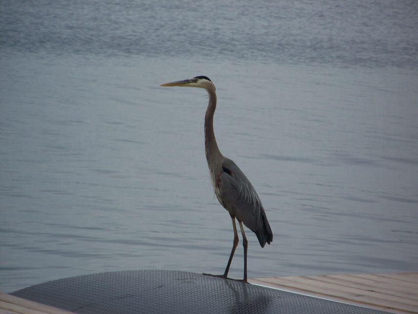 Thousand Islands: Sunset Cruise on St. Lawrence River - Pricing and Booking