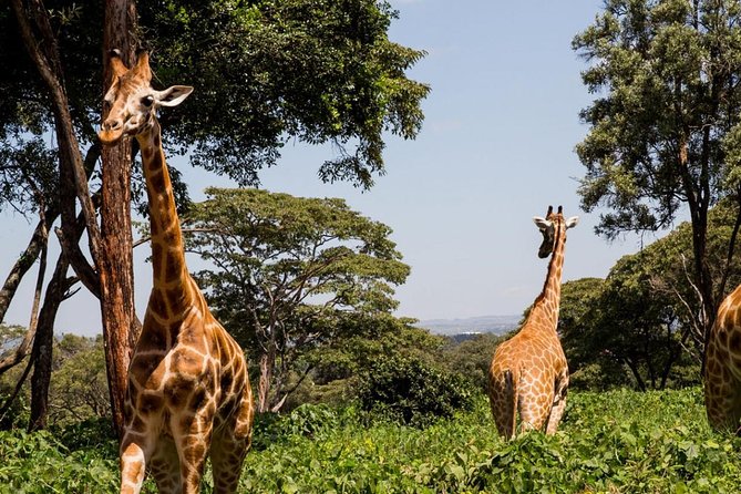 Tour Giraffe Center,karen Blixen And Lunch Carnivore Restaurant Pricing And Availability