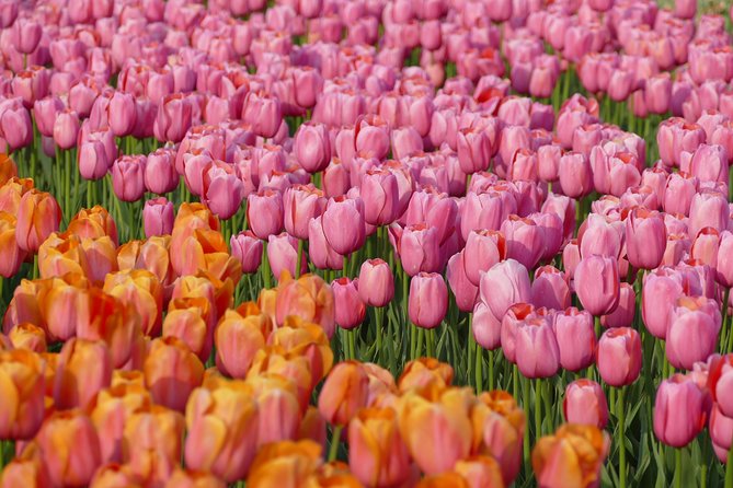 Tour of the Tulip Fields in a Typical Ducth Tulip Farm - Learning About Tulips