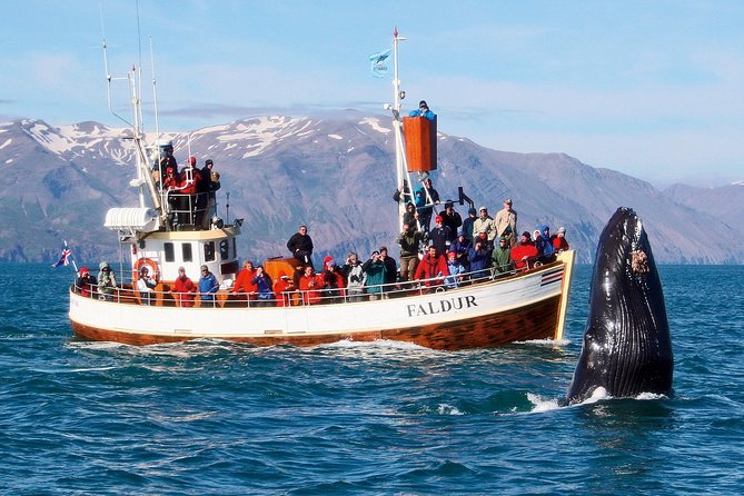 Traditional Whale Watching Tour From Husavik - Whats Included