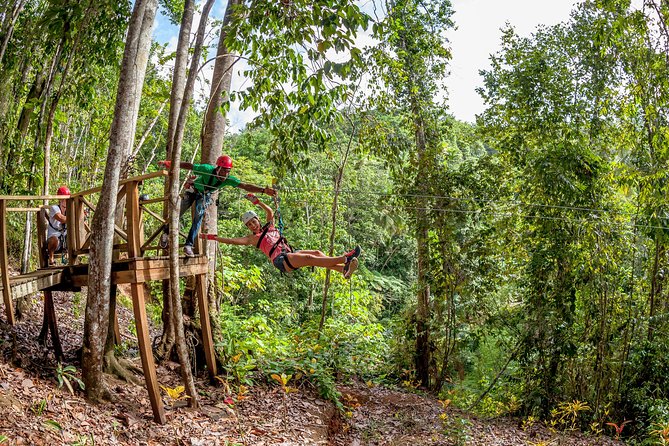 Treetop Zipline Experience From Castries Explore St. Lucias Flora And Fauna