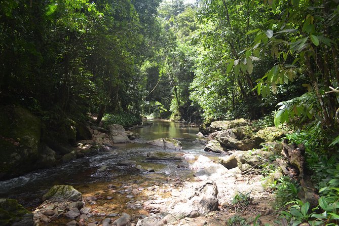 Trinidad Rainforest Hike To Waterfall Swimming Experience