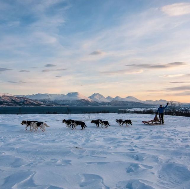 Tromsø 3 Days Whale Watching, Northern Lights & Dog Sledding Thrilling Dog Sledding Experience